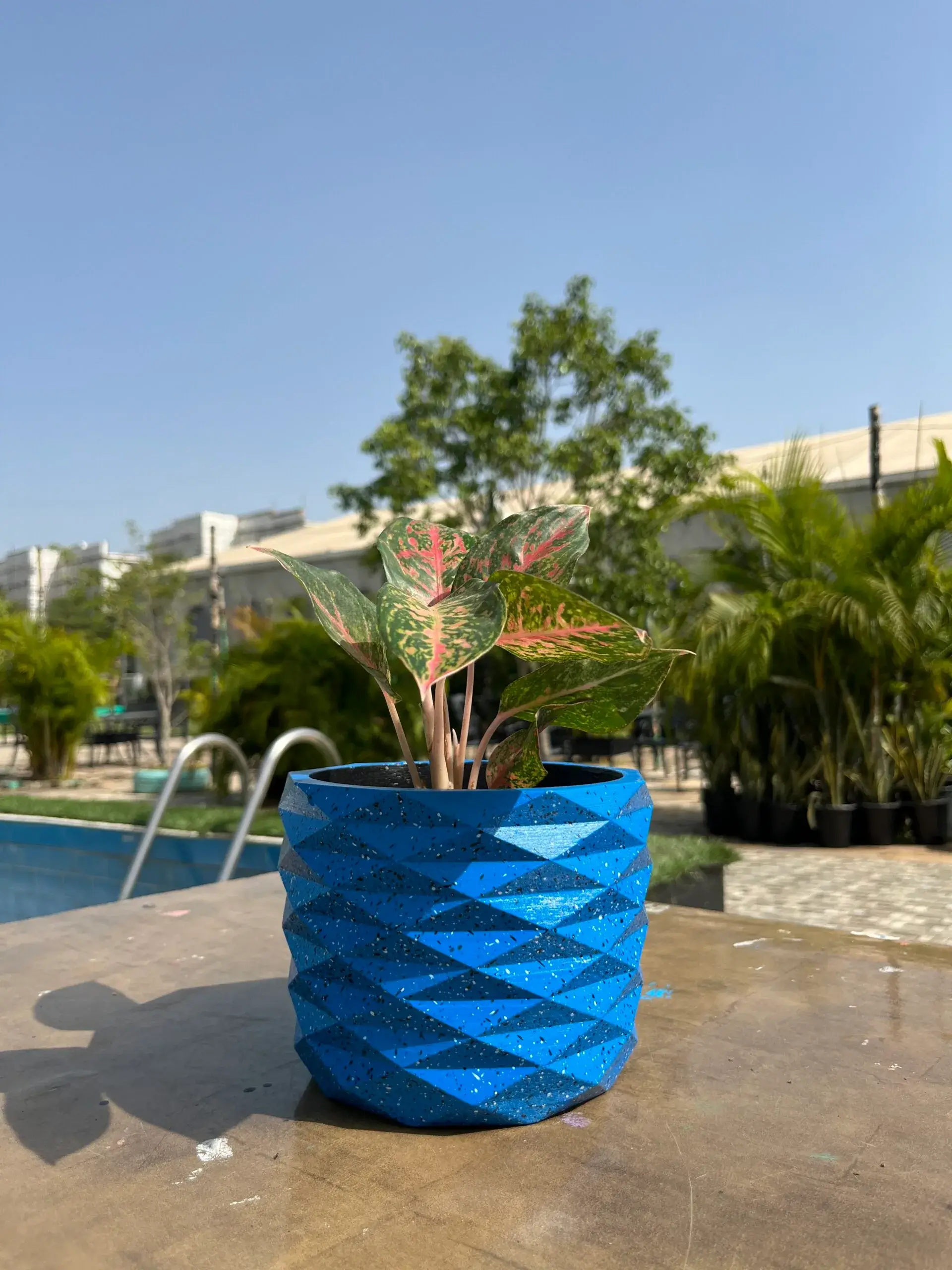 Aglaonema Plant